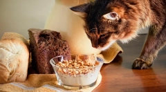 Somálska mačka (foto): perfektný spoločník pre vtipné ľudí